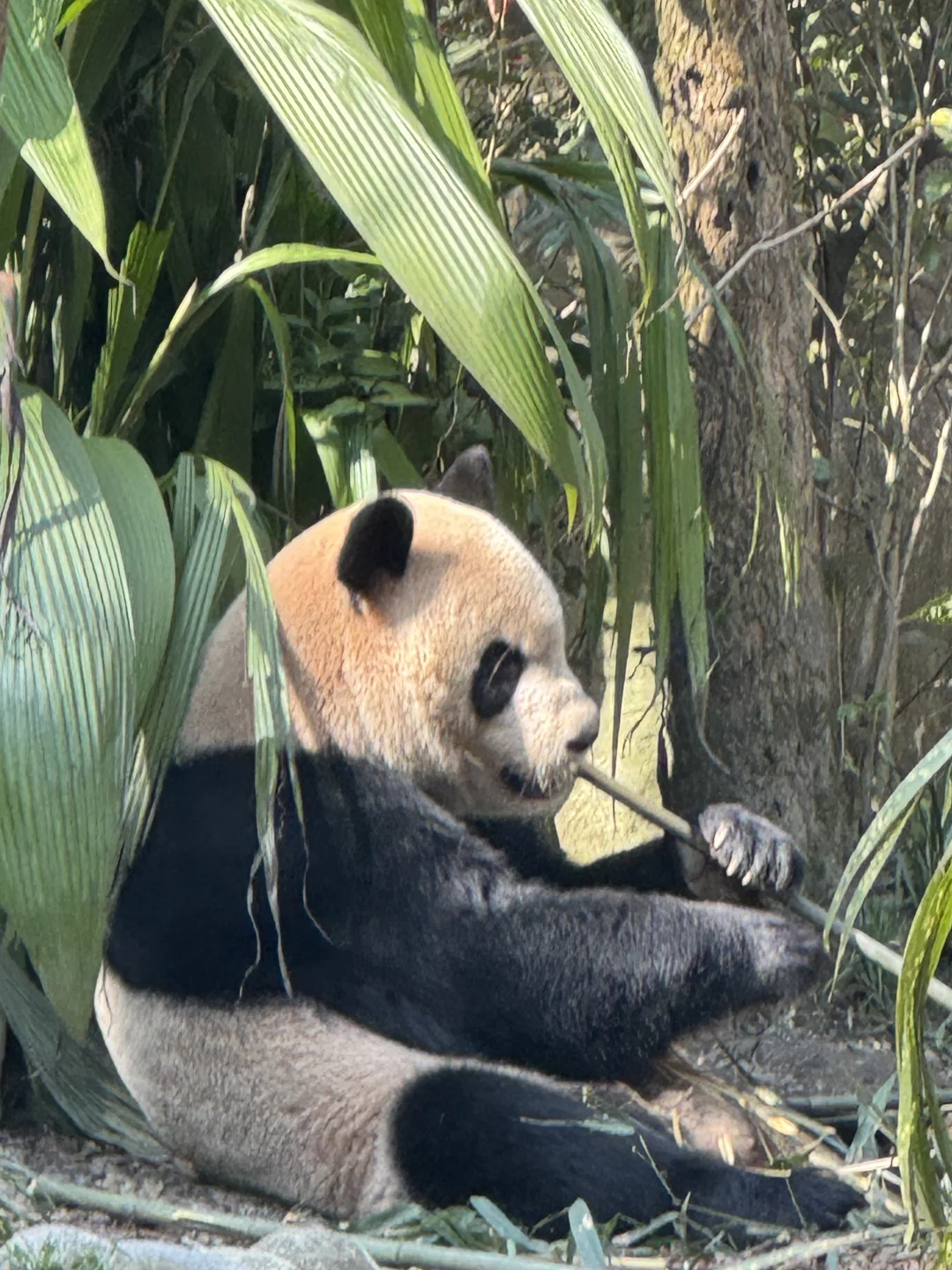 成都旅游出行不方便❓包车带你爽翻天🥰