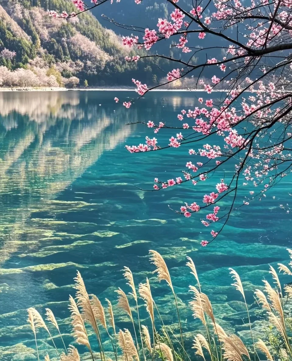 九寨沟🌸桃花现状｜赏花路线打卡攻略