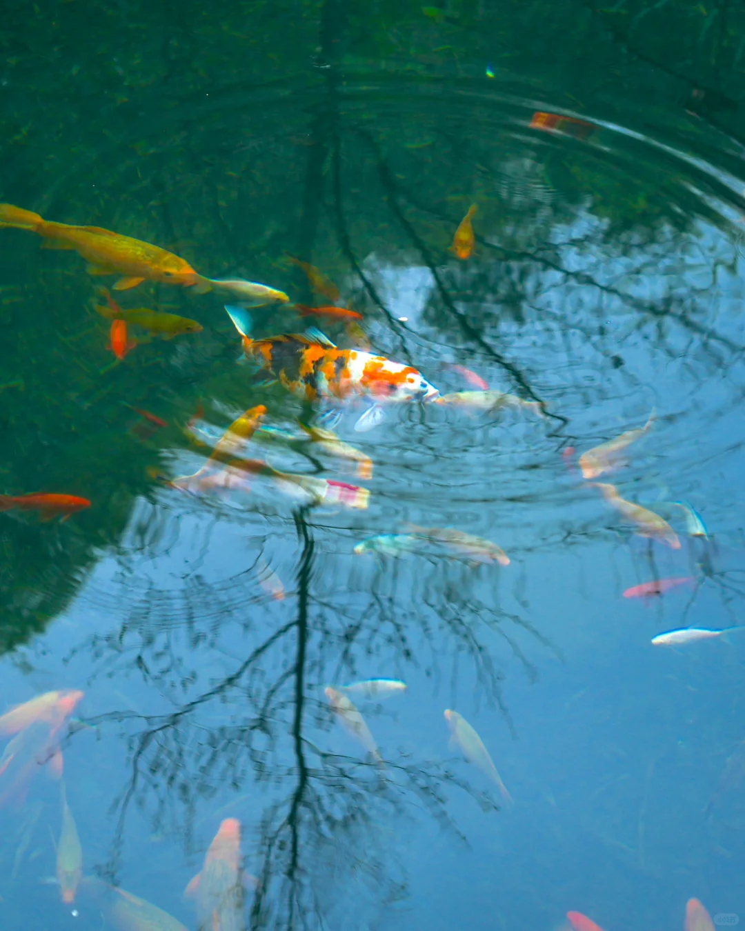 后悔为什么现在才去桐庐😭，两天一晚休闲游