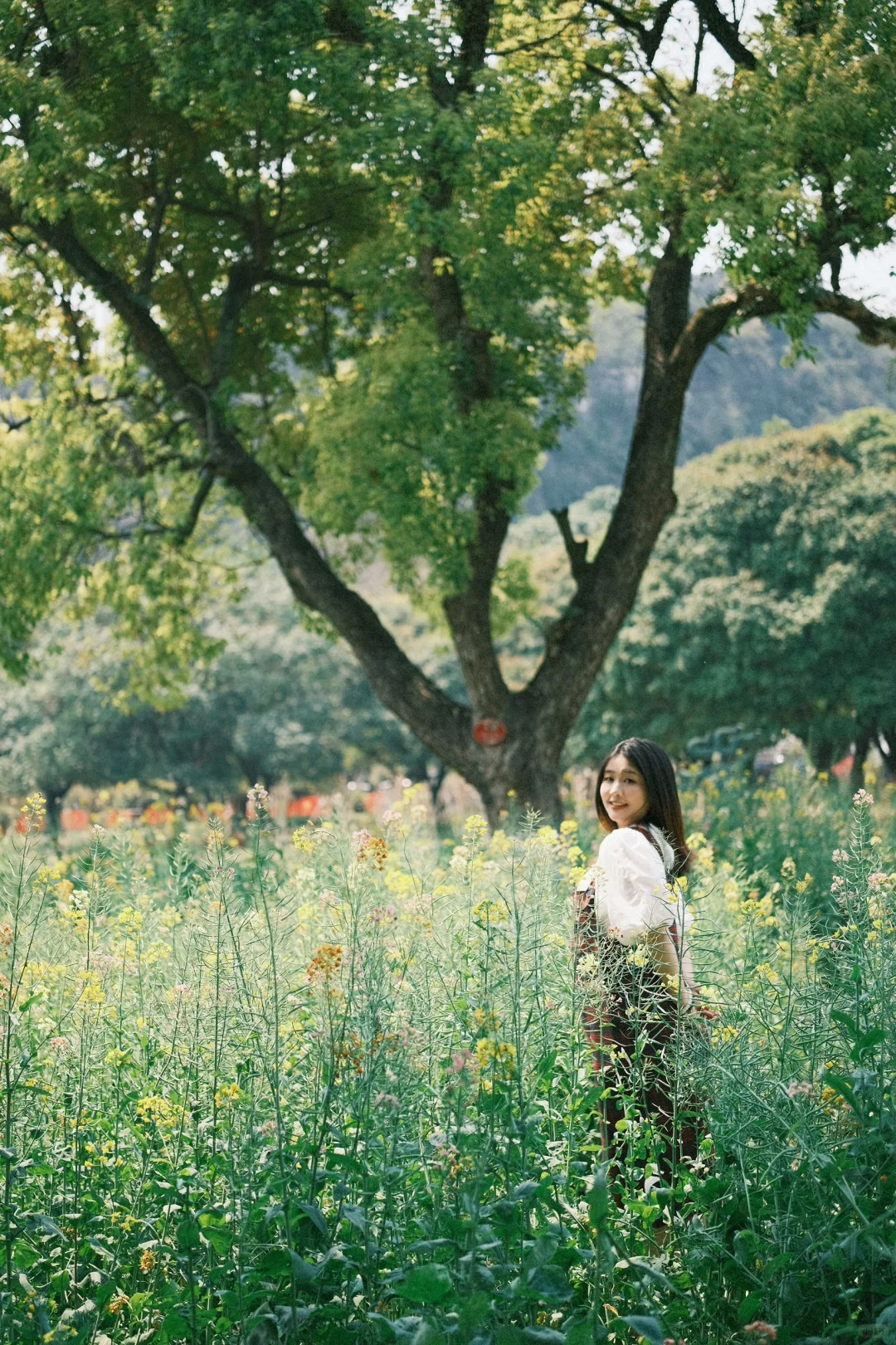 桂林西山公园油菜花