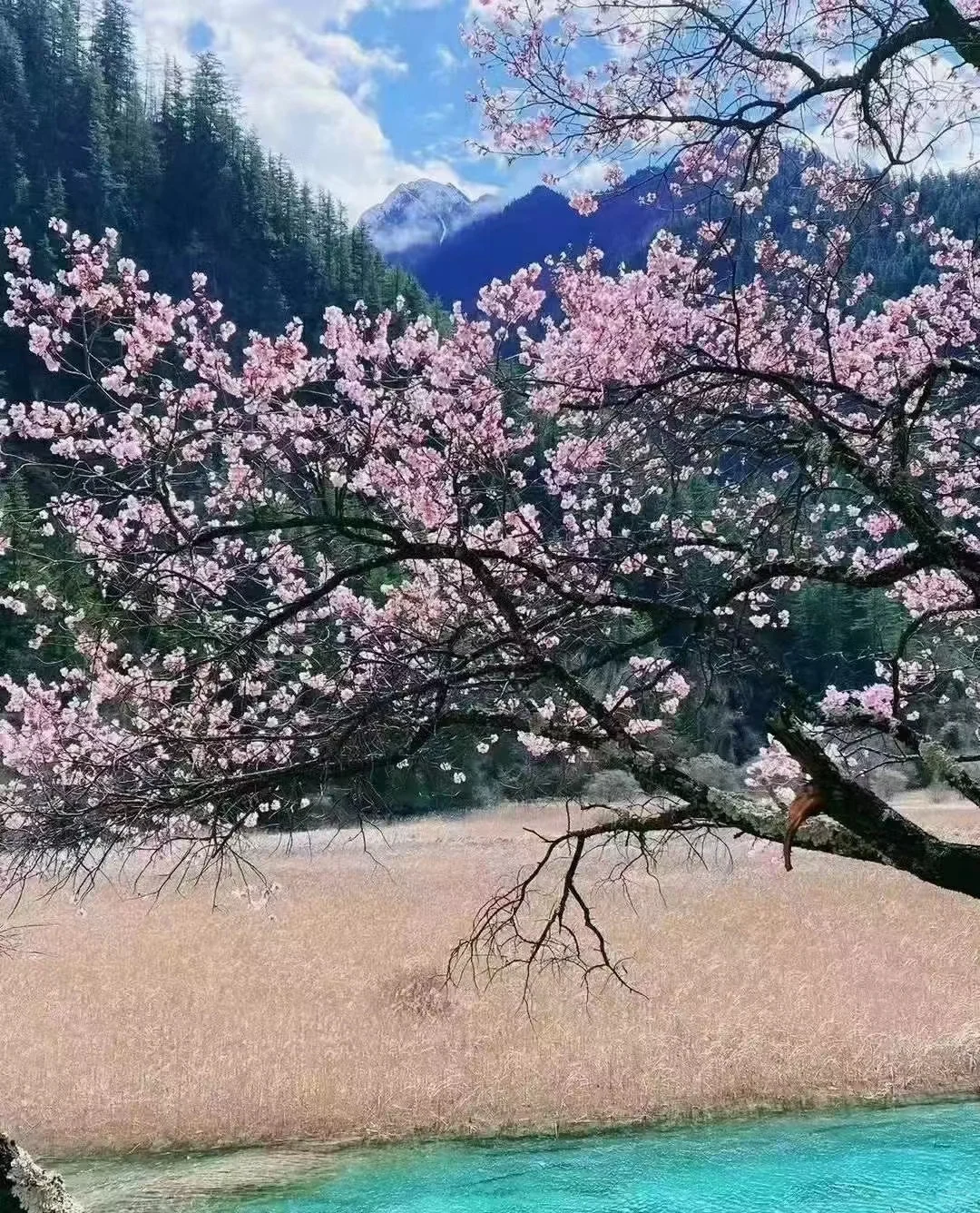 九寨沟🌸桃花现状｜赏花路线打卡攻略