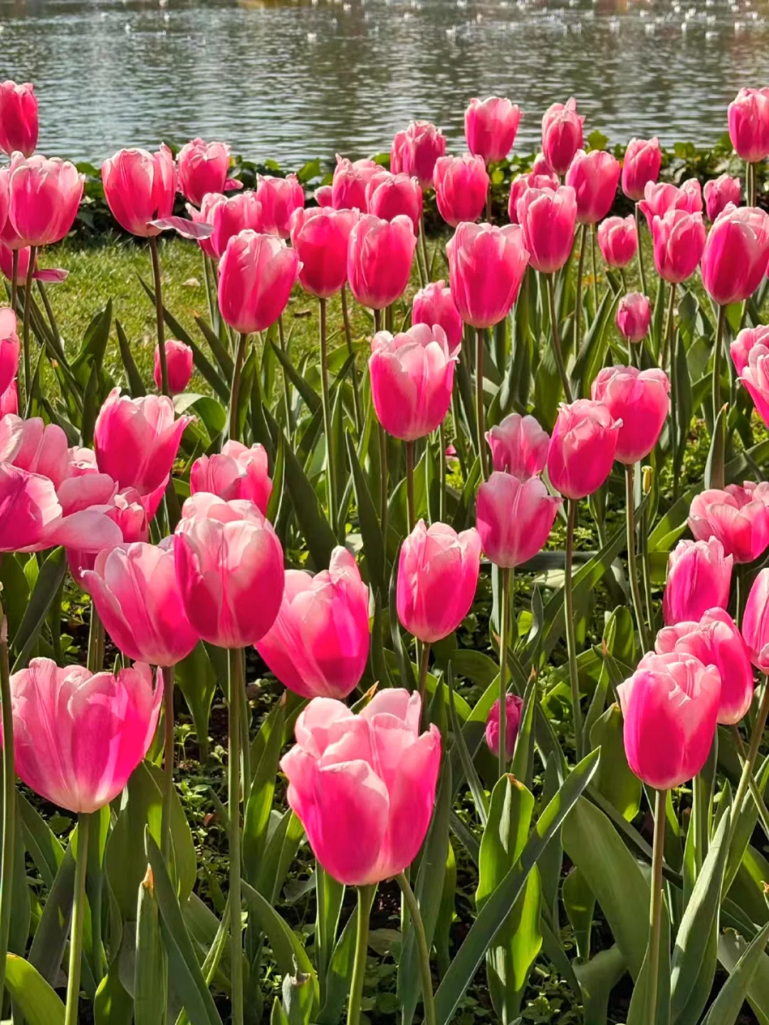 去大理吧！感受苍山洱海的风月🌊附攻略