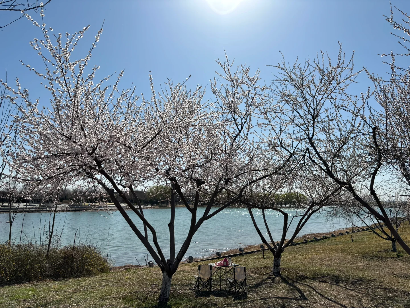 在正定 周四 一个人独享一整片河边春色