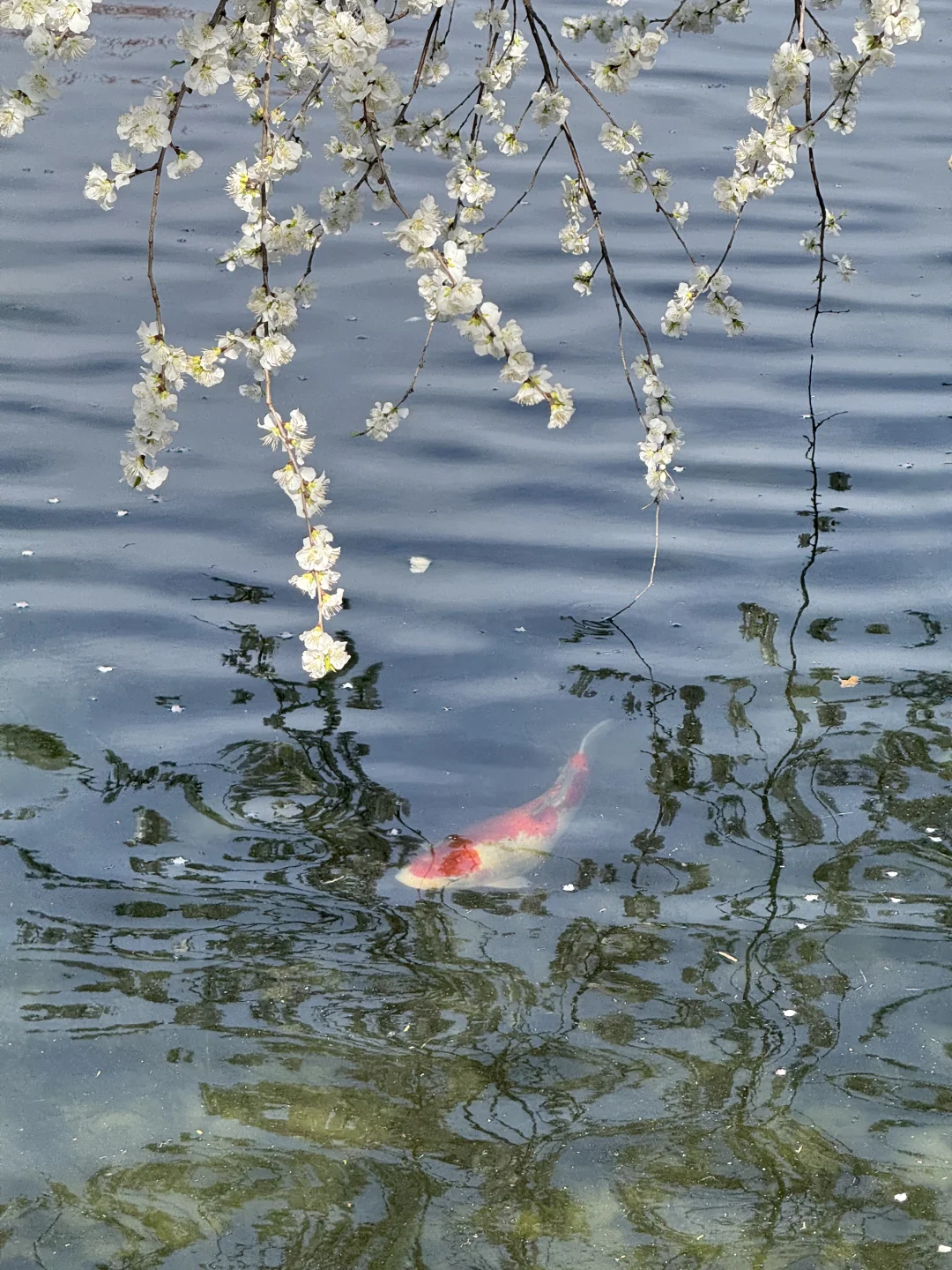 拒绝市区人挤人🌸圆明园的锦鲤桃花溪太香了