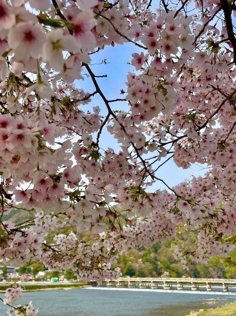 京都岚山｜赏樱当然要来这里啦