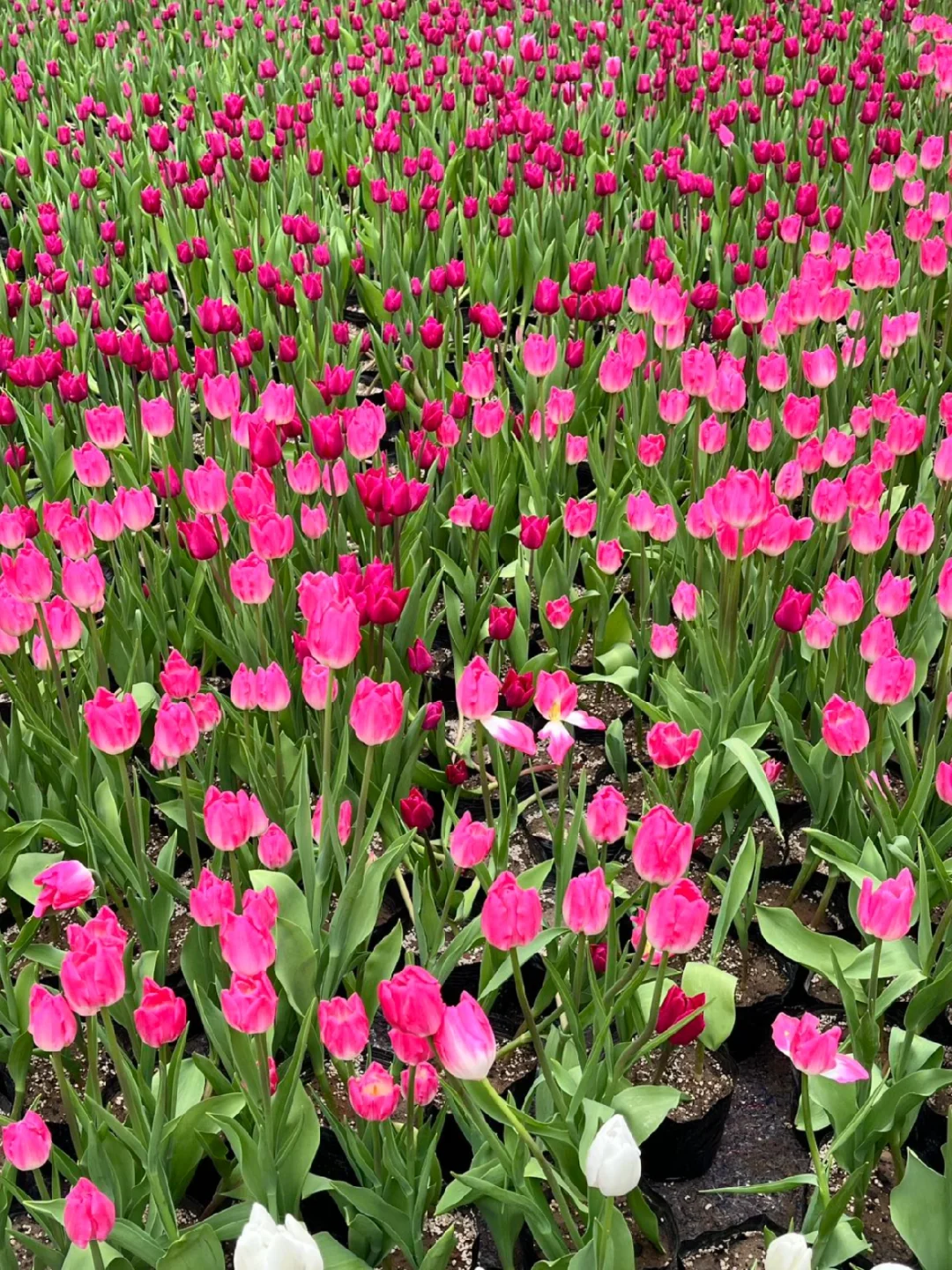 谁懂！河南宝泉藏着春日限定郁金香花海🌷