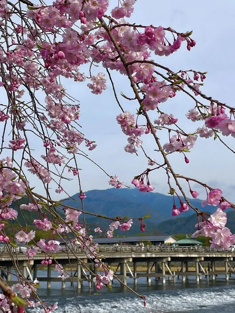 京都岚山｜赏樱当然要来这里啦