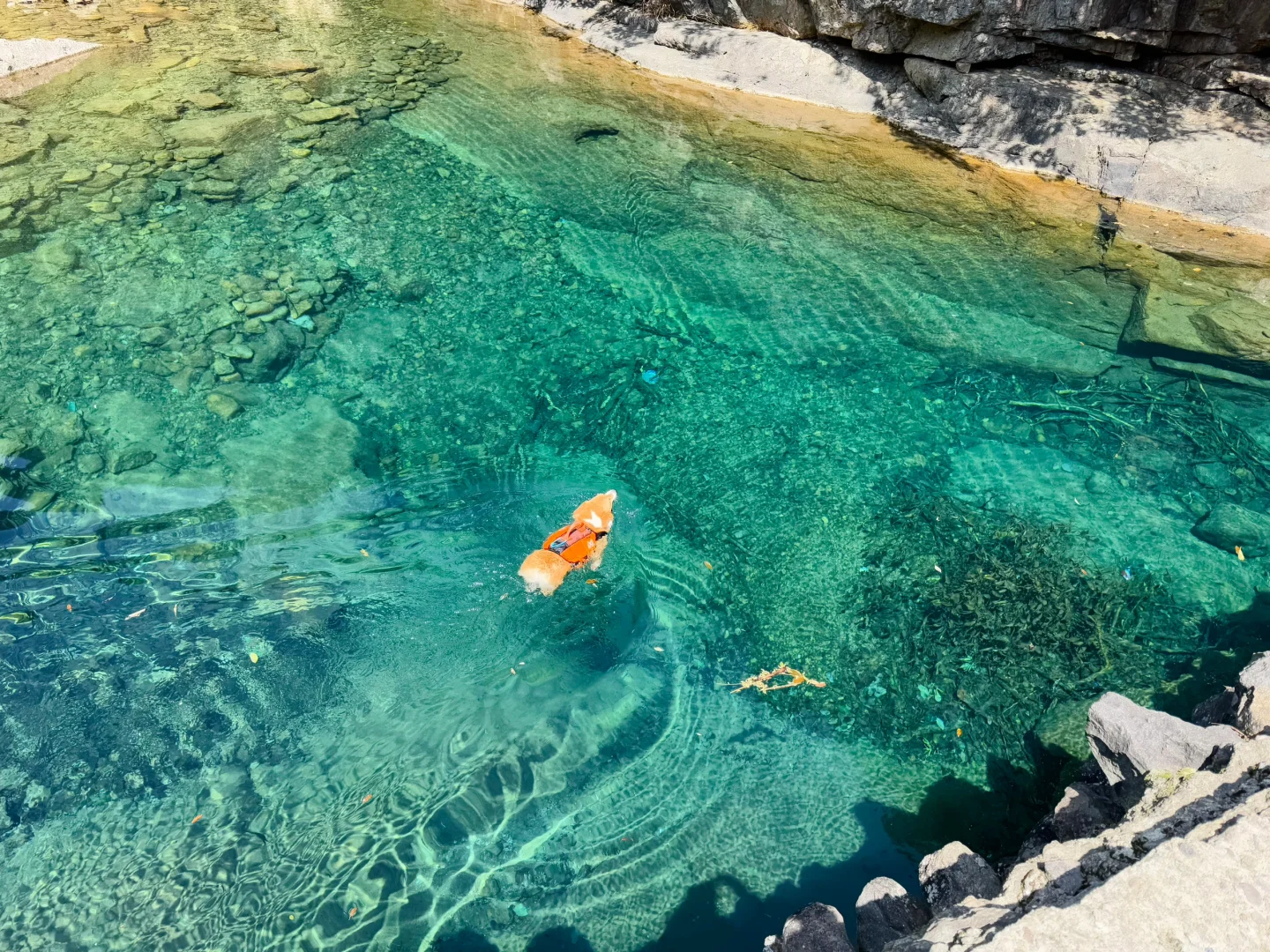 桐庐遛狗 | 芦梅线玩水