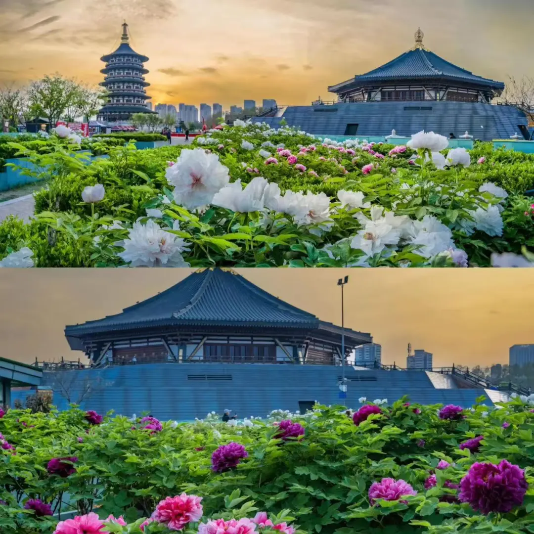 🌸洛阳 |3-4月来真香，牡丹花城的春日奇遇！