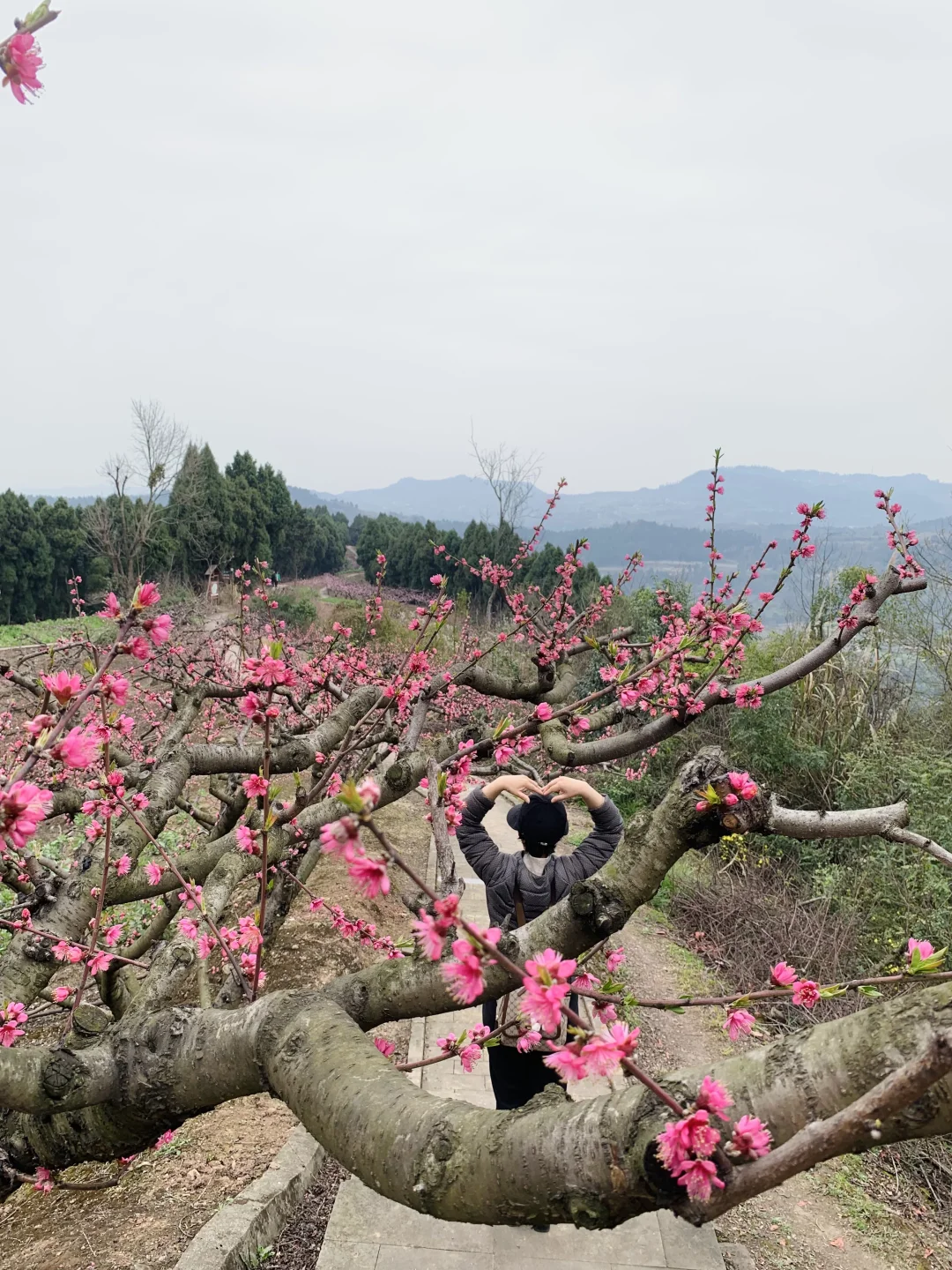 成都徒步|走入油画般的登山步道