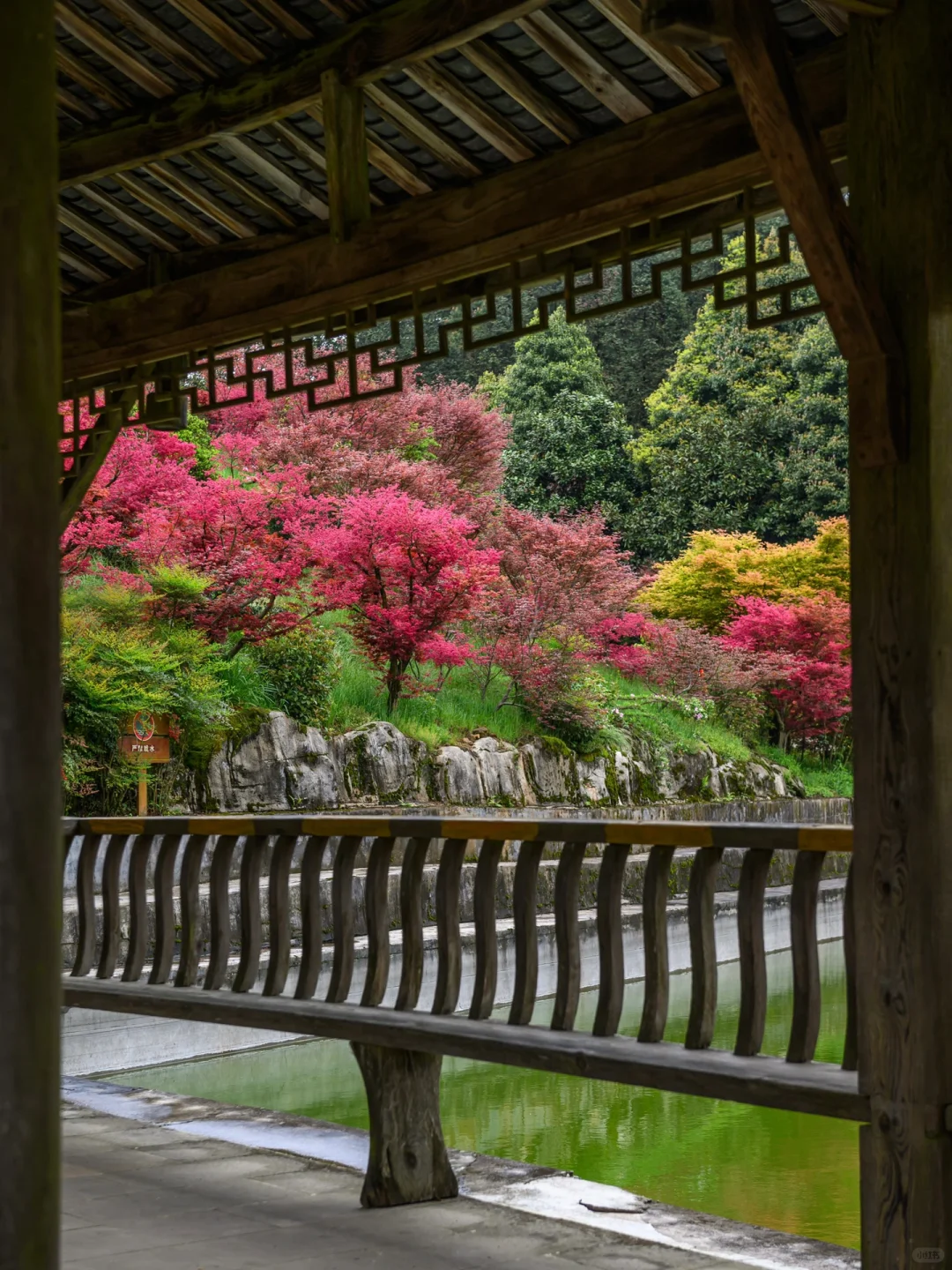 重庆，强烈推荐这个小众地方！油画彩林美绝了