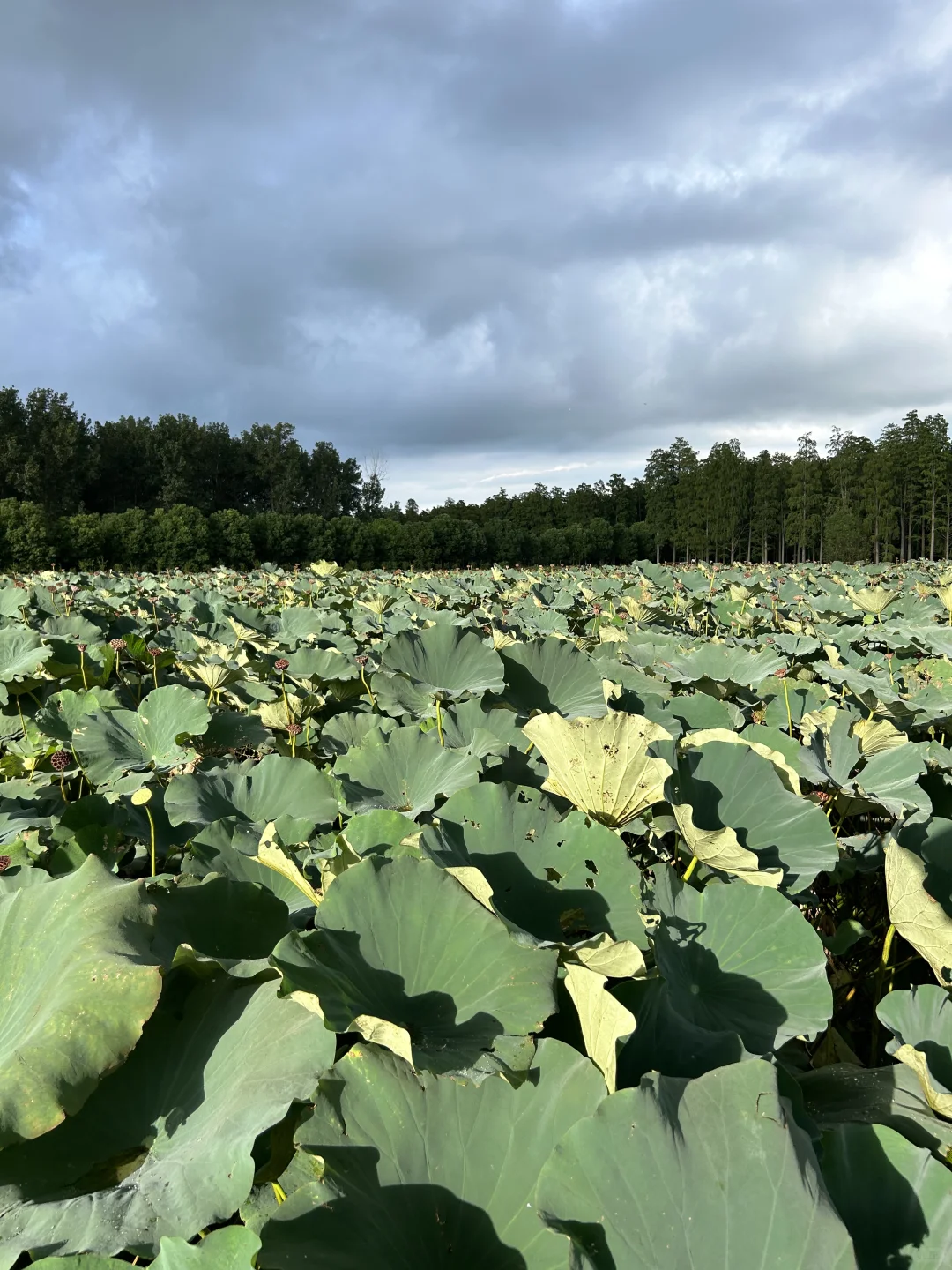 🙋🏻‍♂️来扬州，想给所有人安利的宝藏公园‼️