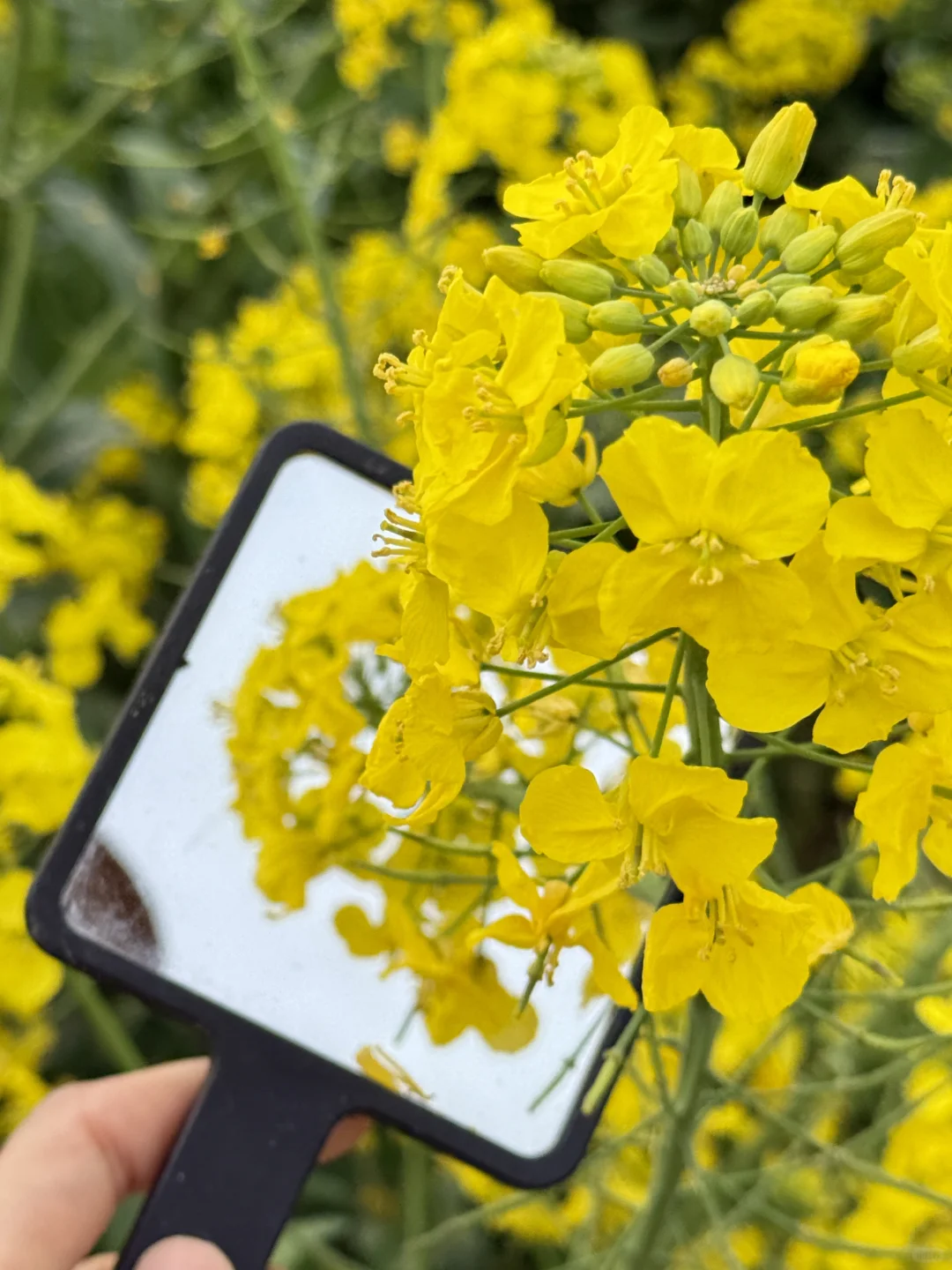 成都1h直达!!小众赏春宝藏地!!人少景美