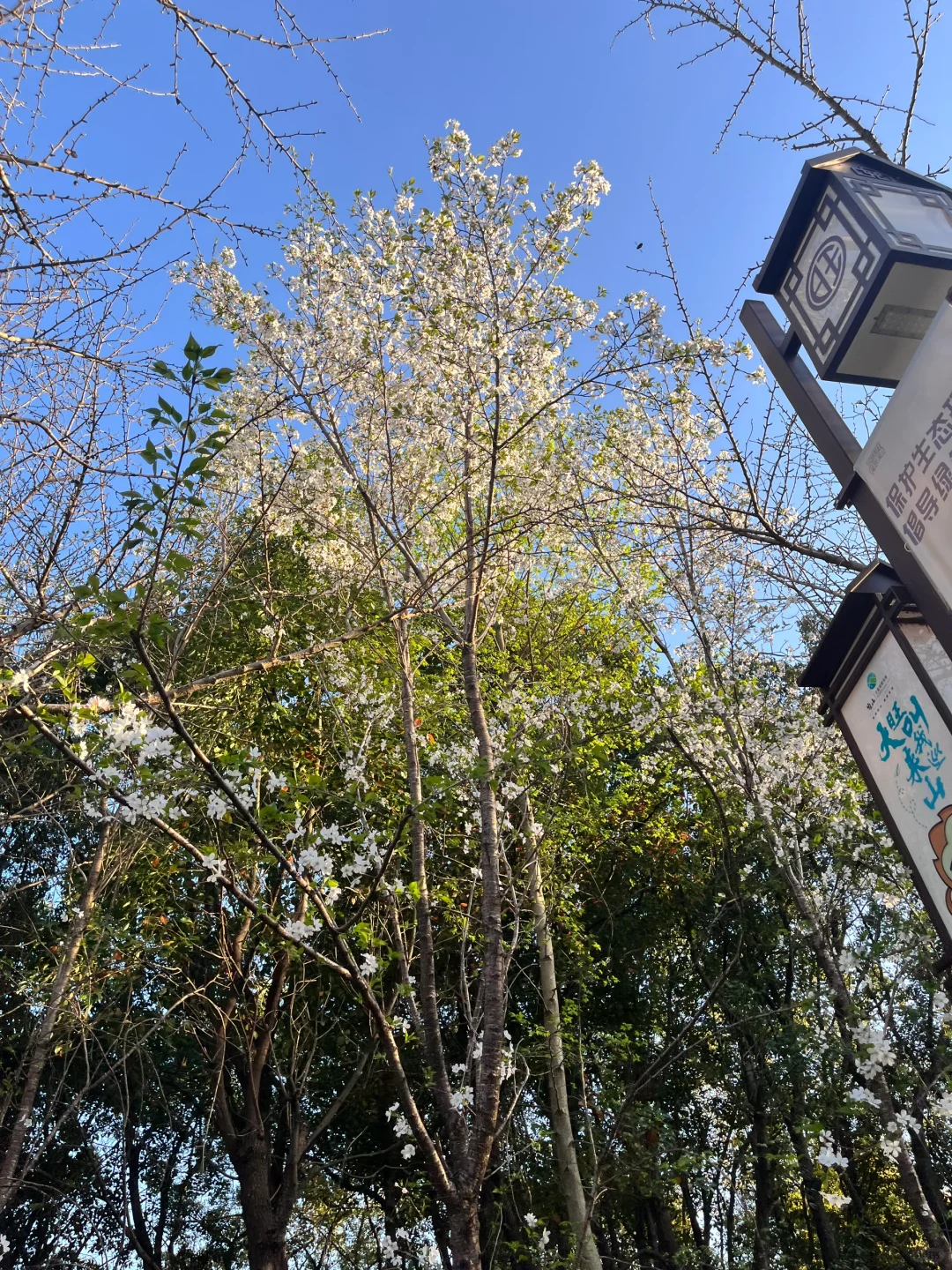 3.30 | 苏州小众踏春赏花景点‼️🤩