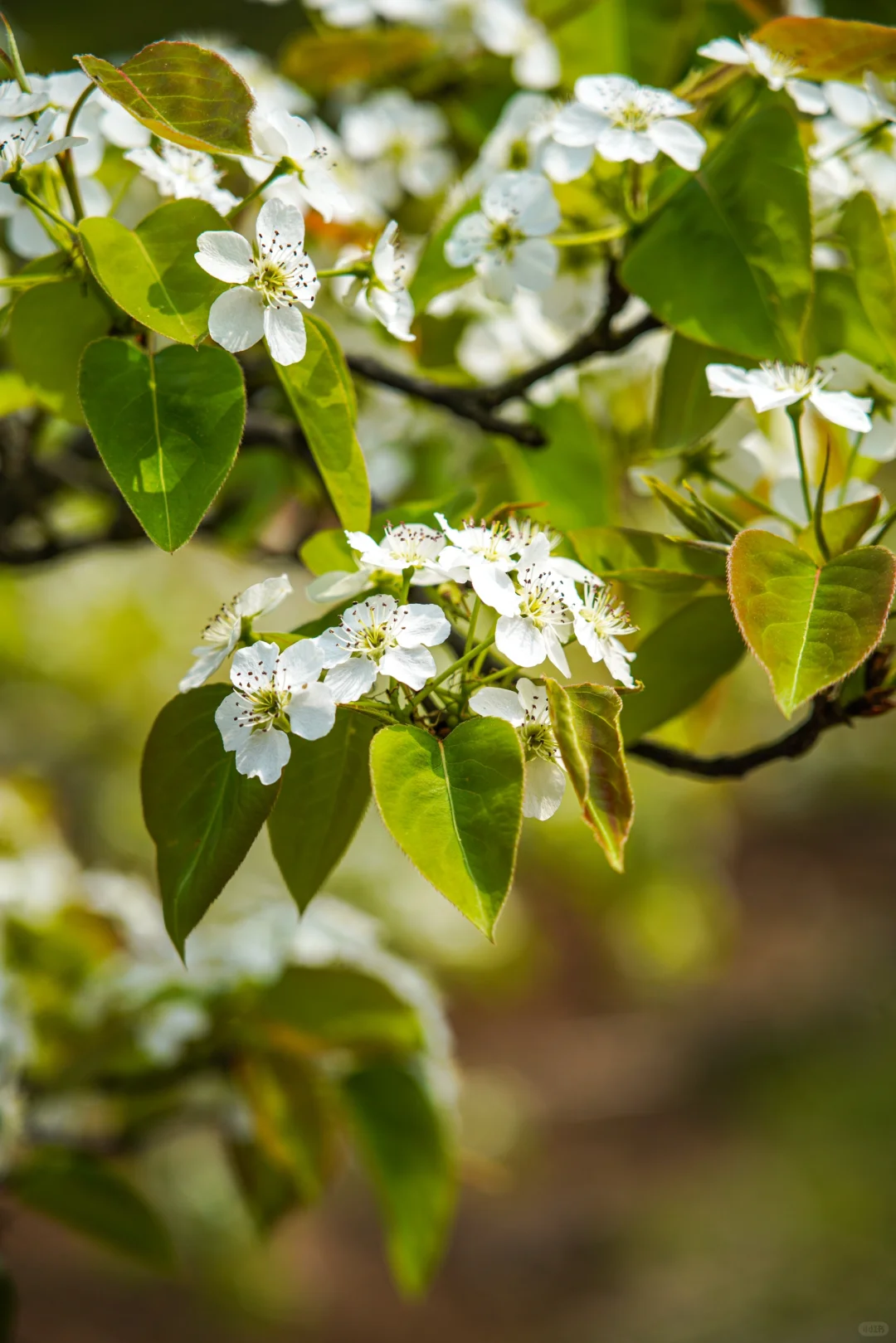 📍贵州兴义万峰林 当一次精神村民