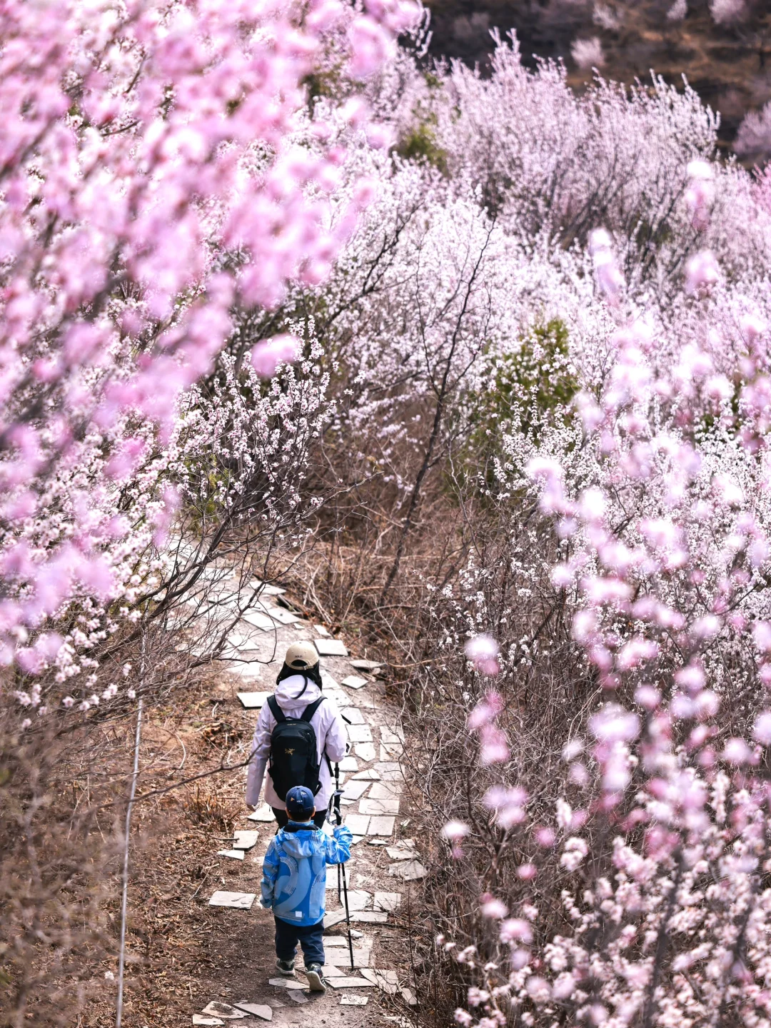 3.20❗️北京蕞适宜全家小众赏花路线宠物友好