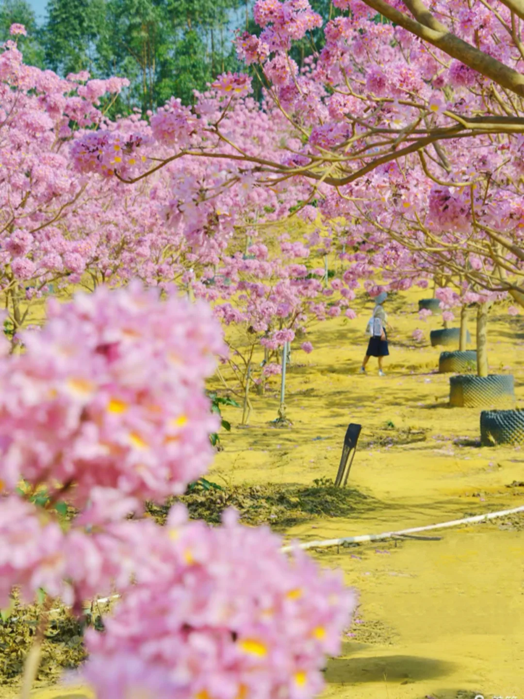 600亩紫花风铃盛开了🌸走进动漫里的花海