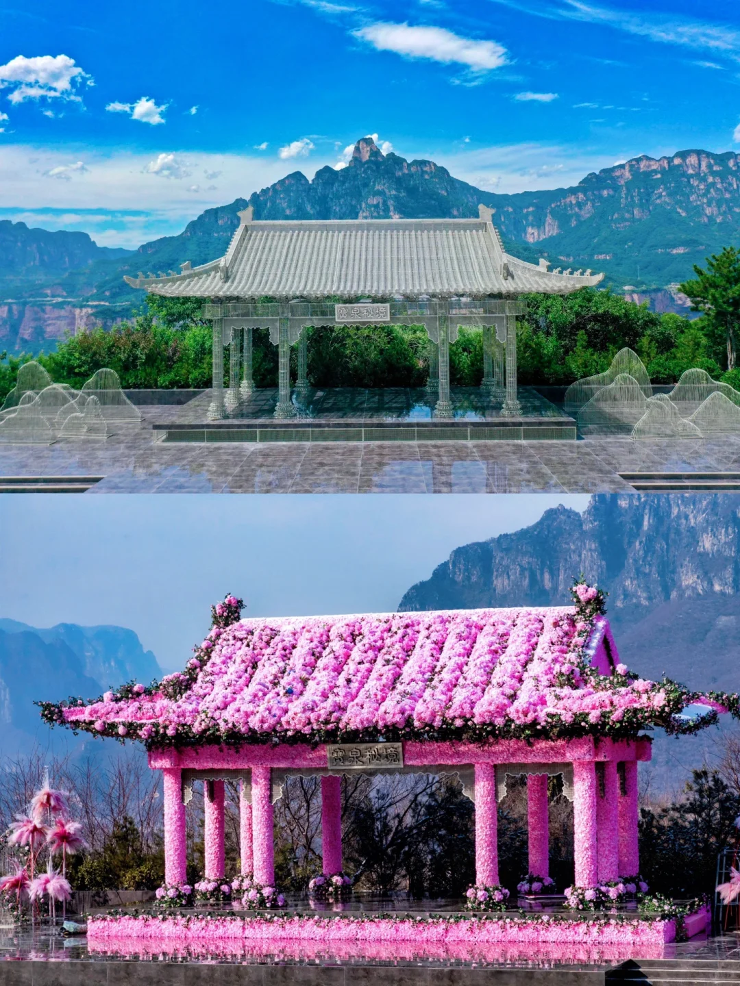 河南景区偷偷开挂？悬崖上长出一片‘赛博花’！