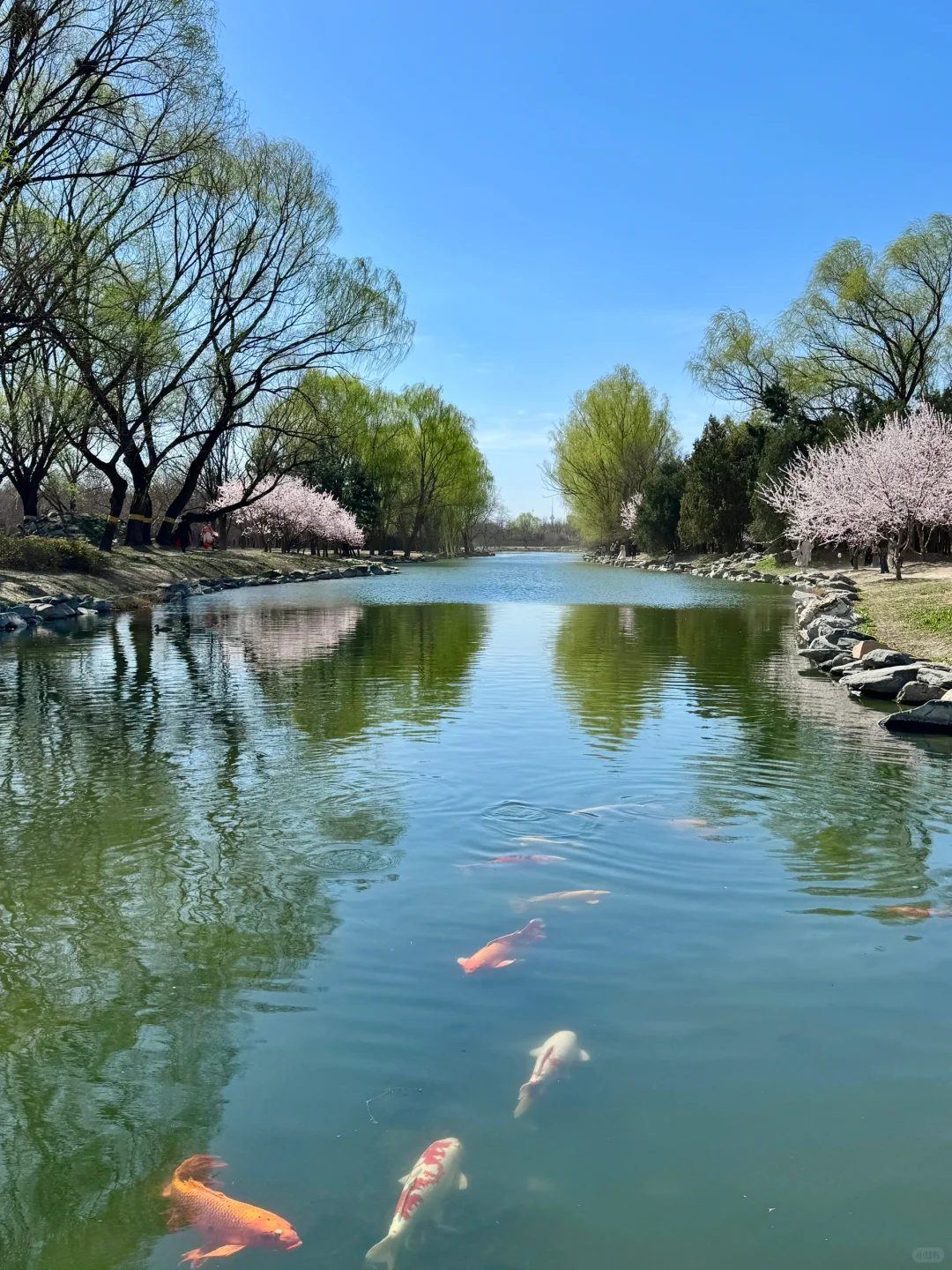 拒绝市区人挤人🌸圆明园的锦鲤桃花溪太香了