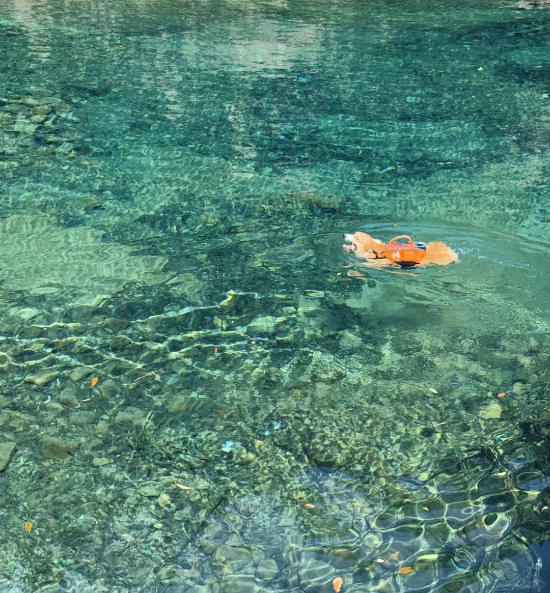 桐庐遛狗 | 芦梅线玩水