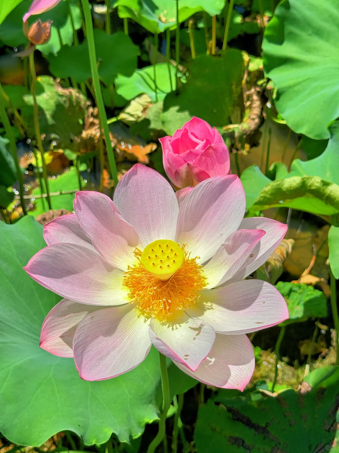 本以为西湖已经够美了，直到来了这里…………