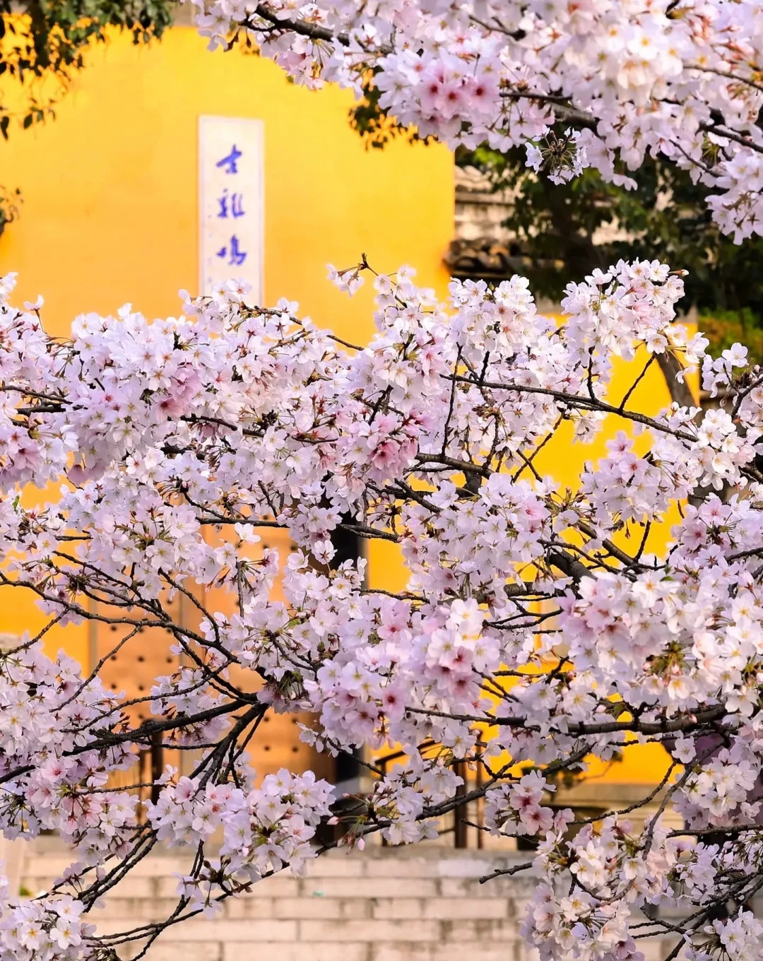 🌸4月江苏绝美春色！保姆级攻略