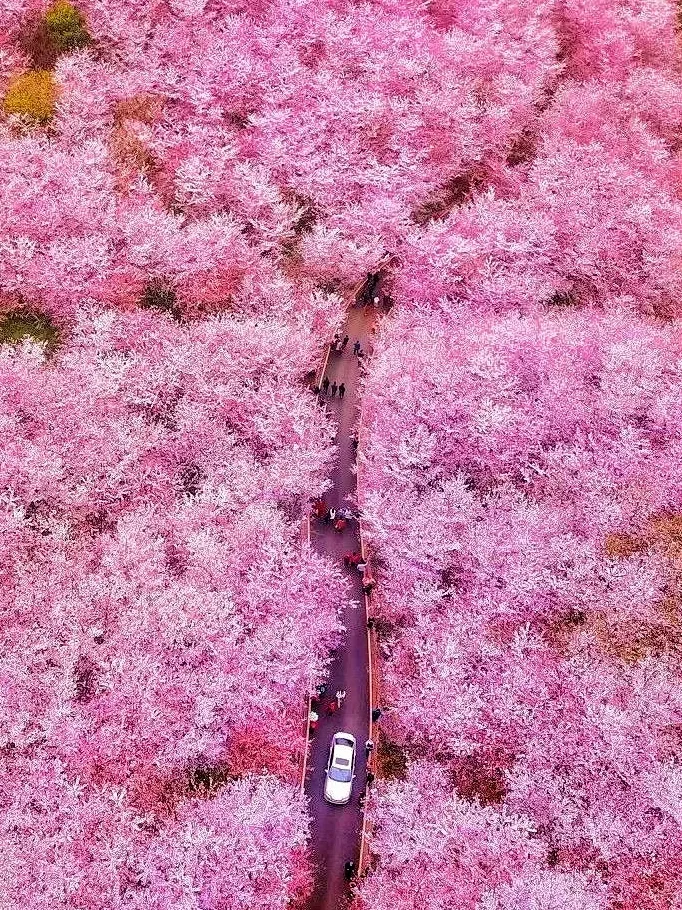 3月邢台 | 邂逅一万次春和景明🌸