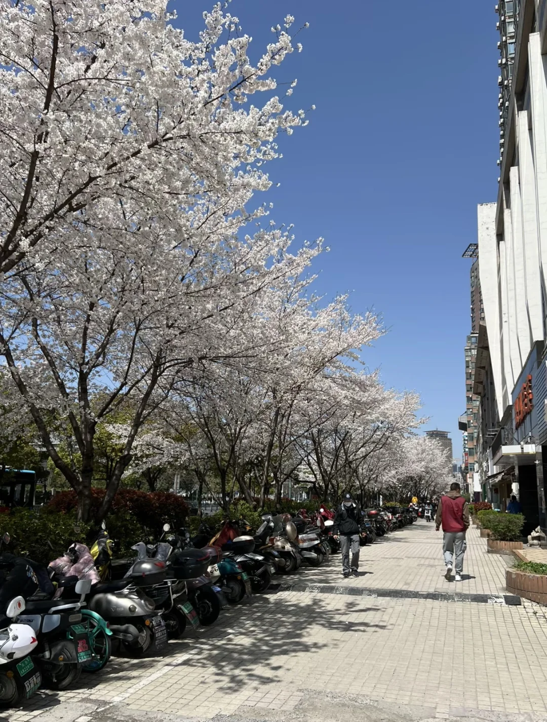 📍烟花三月下无锡🌸周末时间超绝攻略来了