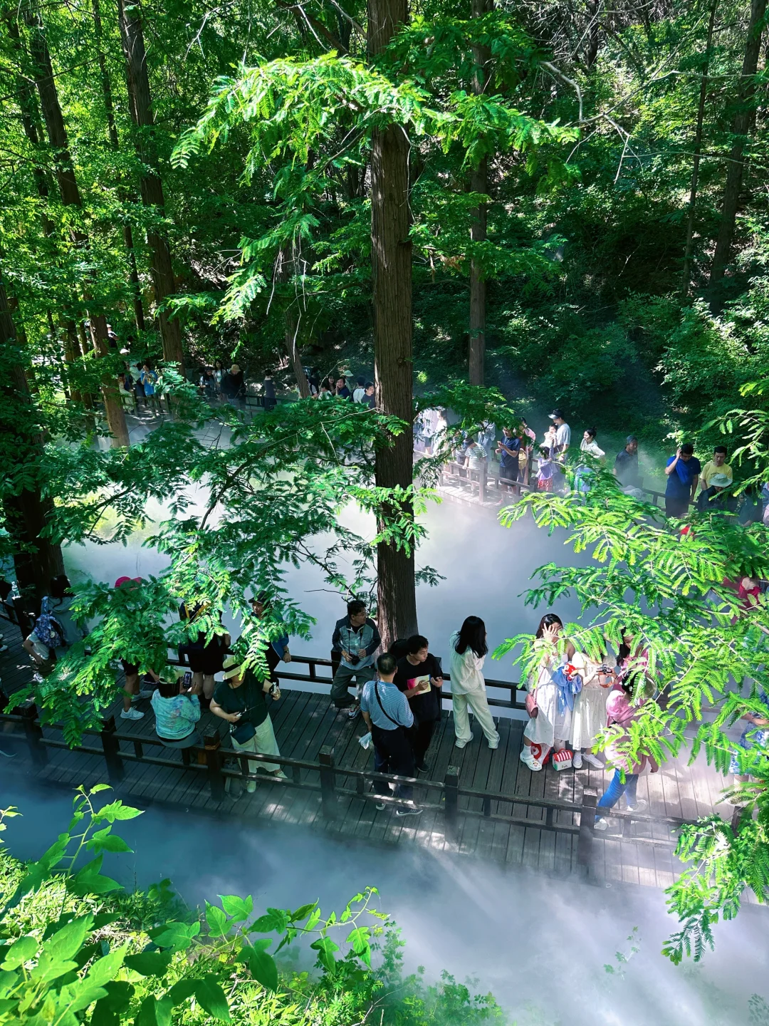 误入仙境，天然氧吧，迷雾森林 🌳🌲🐿️