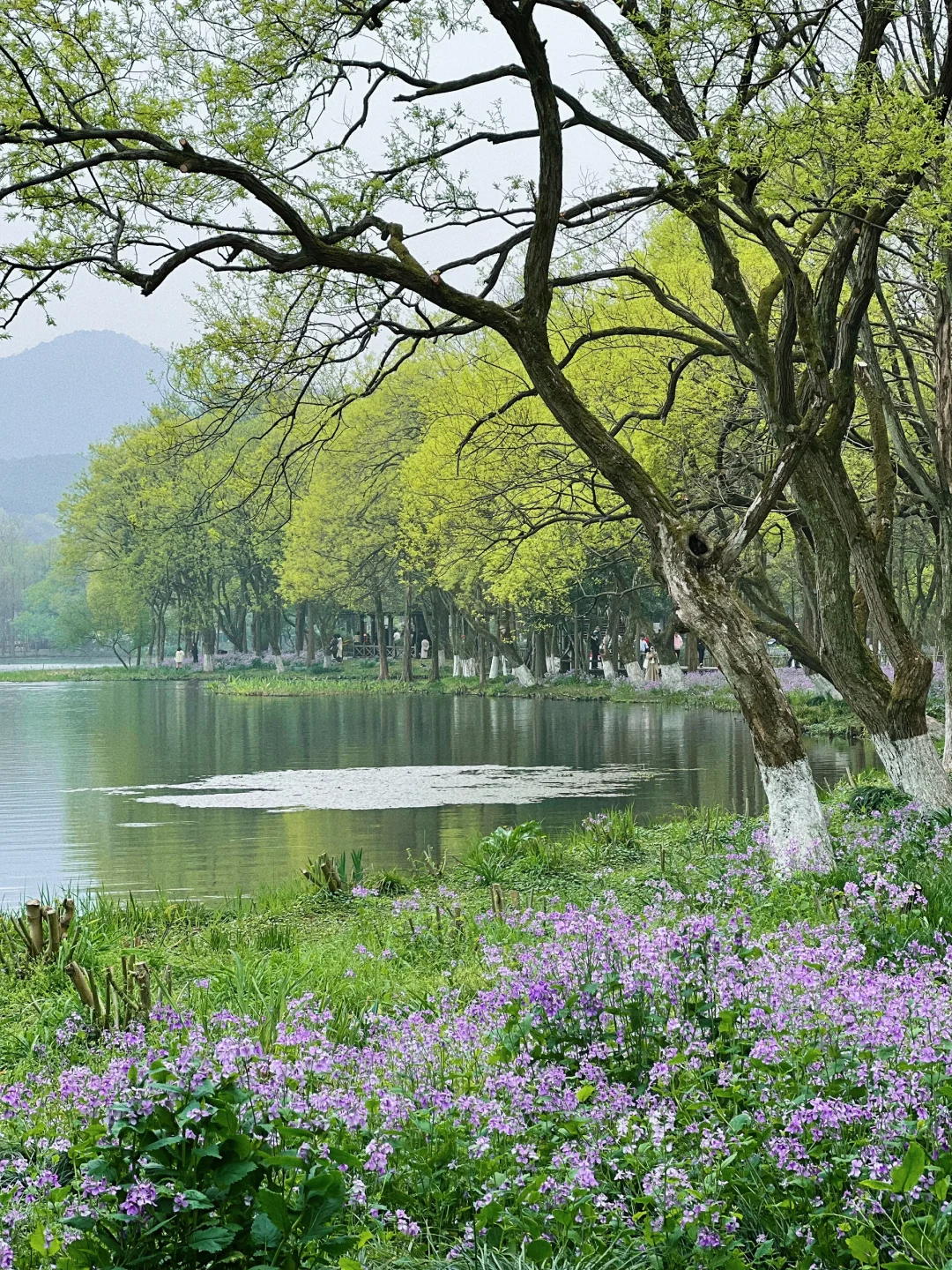 我在杭州上春山 | 最推荐的西湖赏春路线❗️