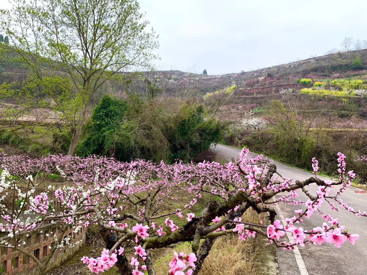 成都徒步|走入油画般的登山步道