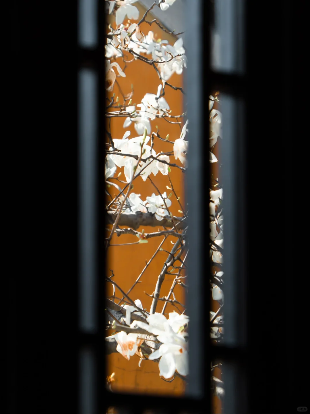 为了这扇窗景,我特地飞了一趟南京来值得吗?