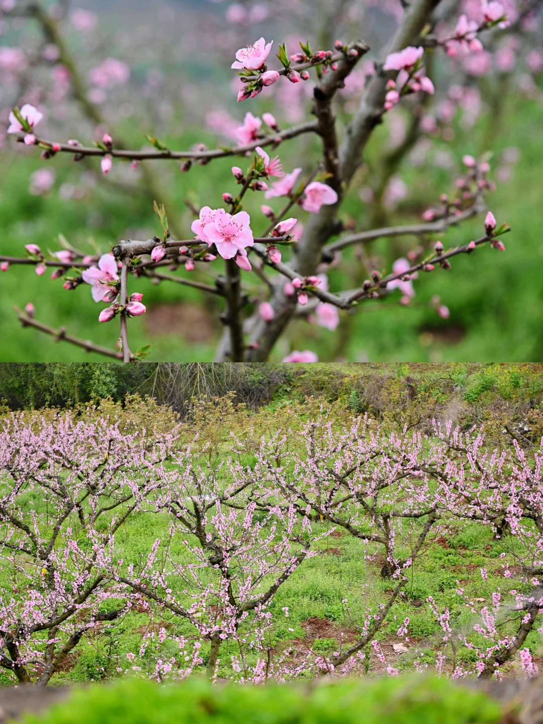 成都1h直达!!小众赏春宝藏地!!人少景美