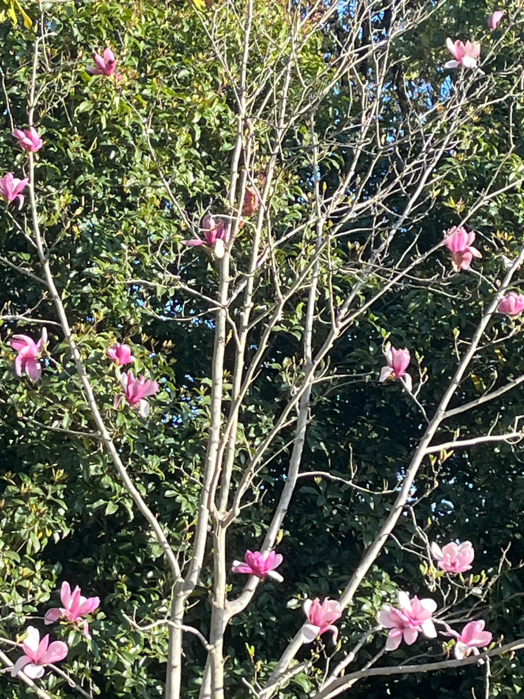 3.30 | 苏州小众踏春赏花景点‼️🤩