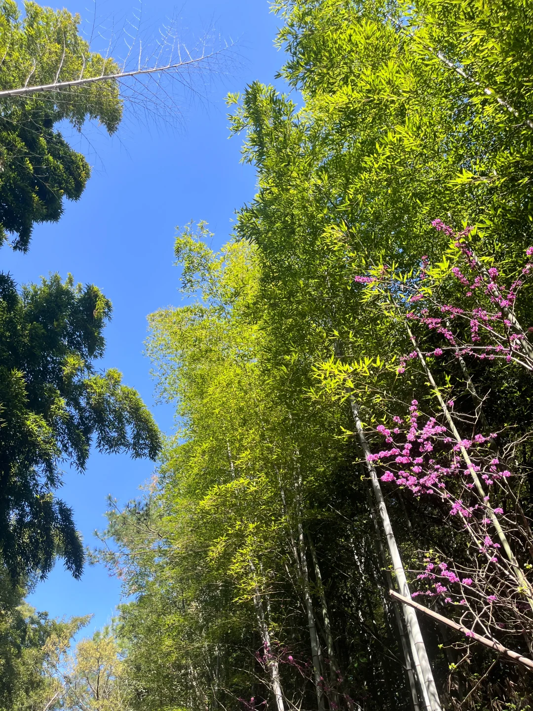 3.30 | 苏州小众踏春赏花景点‼️🤩