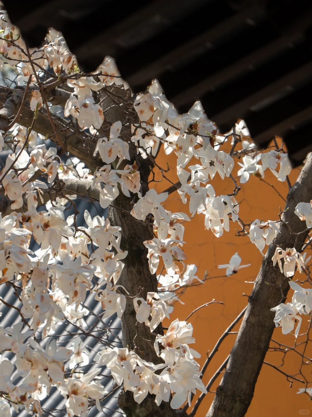 为了这扇窗景,我特地飞了一趟南京来值得吗?