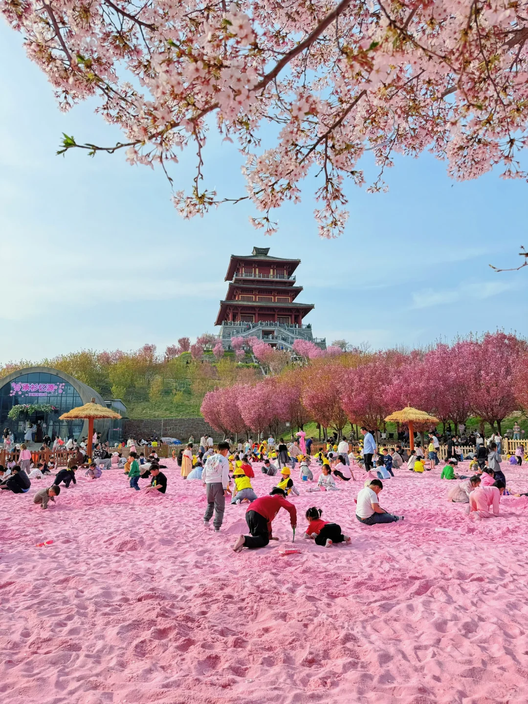 接下来的郑州将是一片樱花海🌸