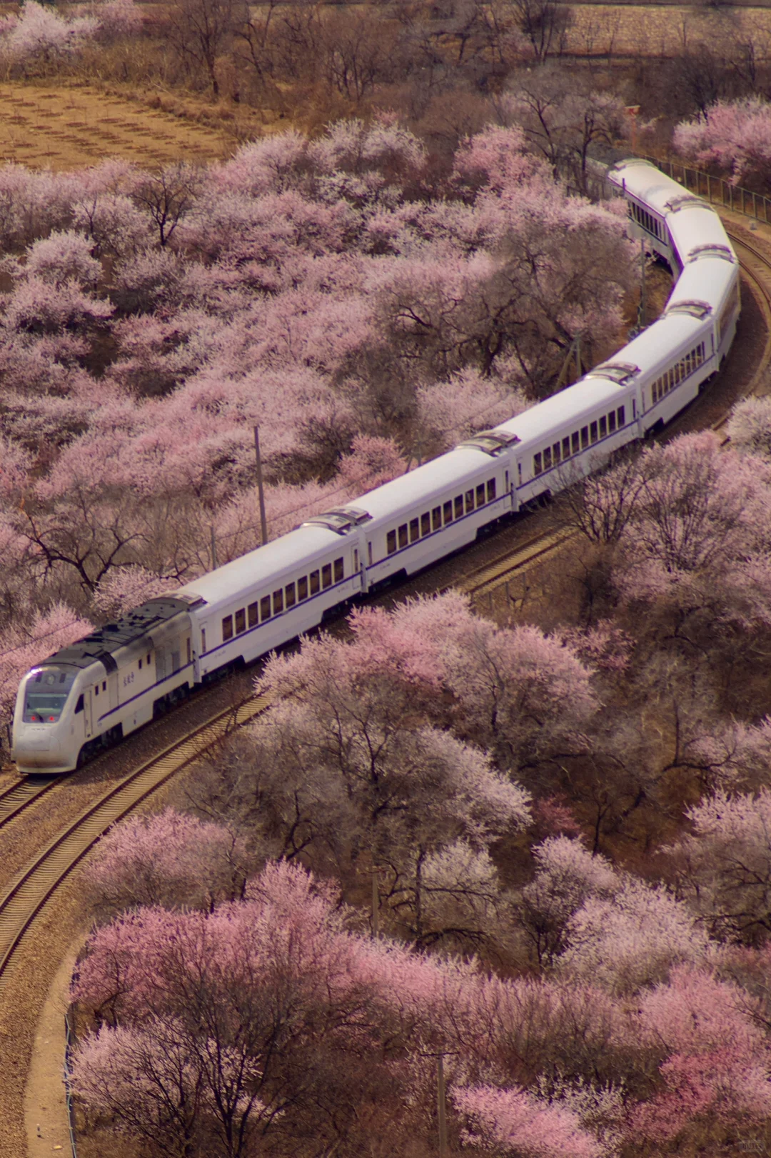 3月22居庸关花海列车没白去，0元解锁附攻略