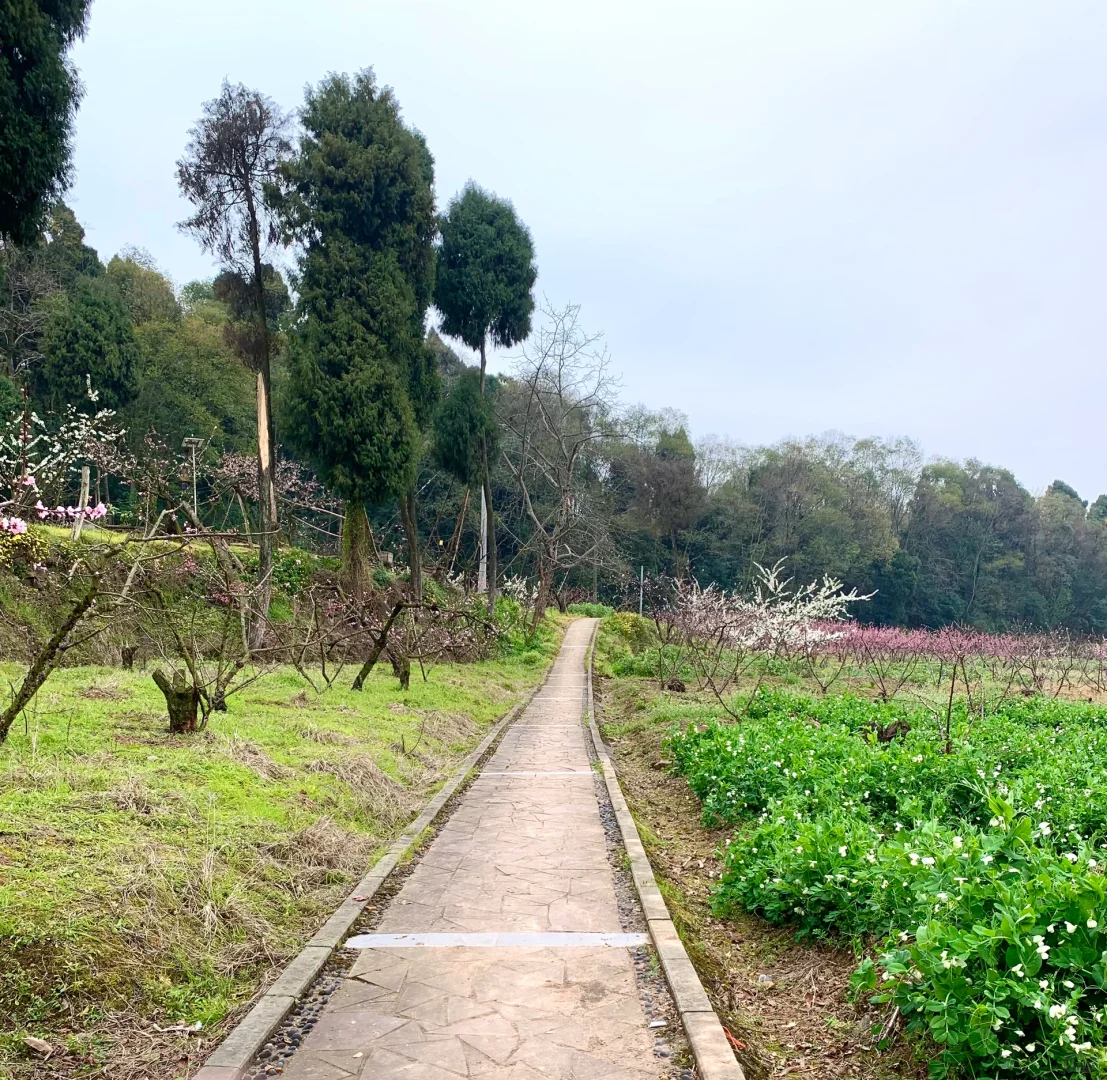 成都徒步|走入油画般的登山步道