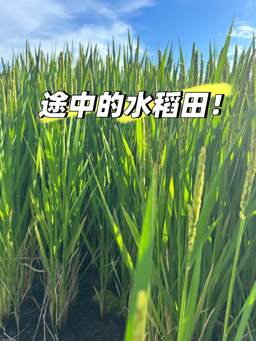 🙋🏻‍♂️来扬州，想给所有人安利的宝藏公园‼️