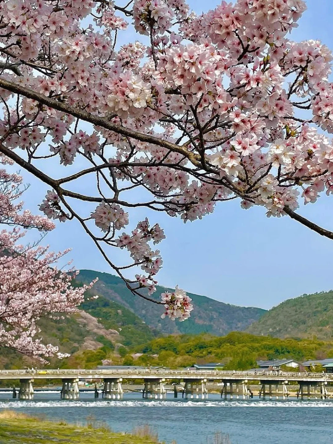 京都岚山｜赏樱当然要来这里啦