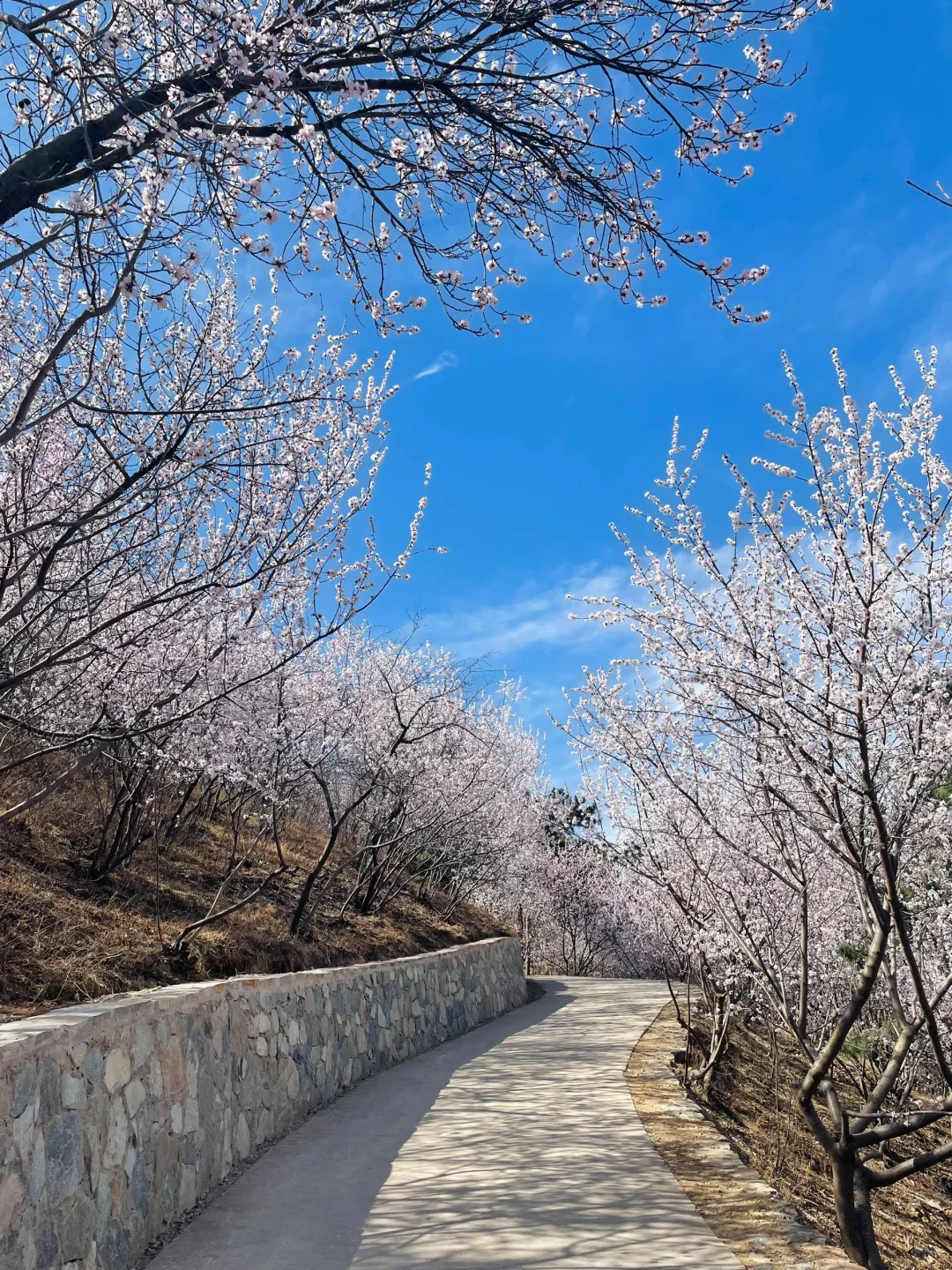 3.21百望山实况🌸 附4条赏花路线✅