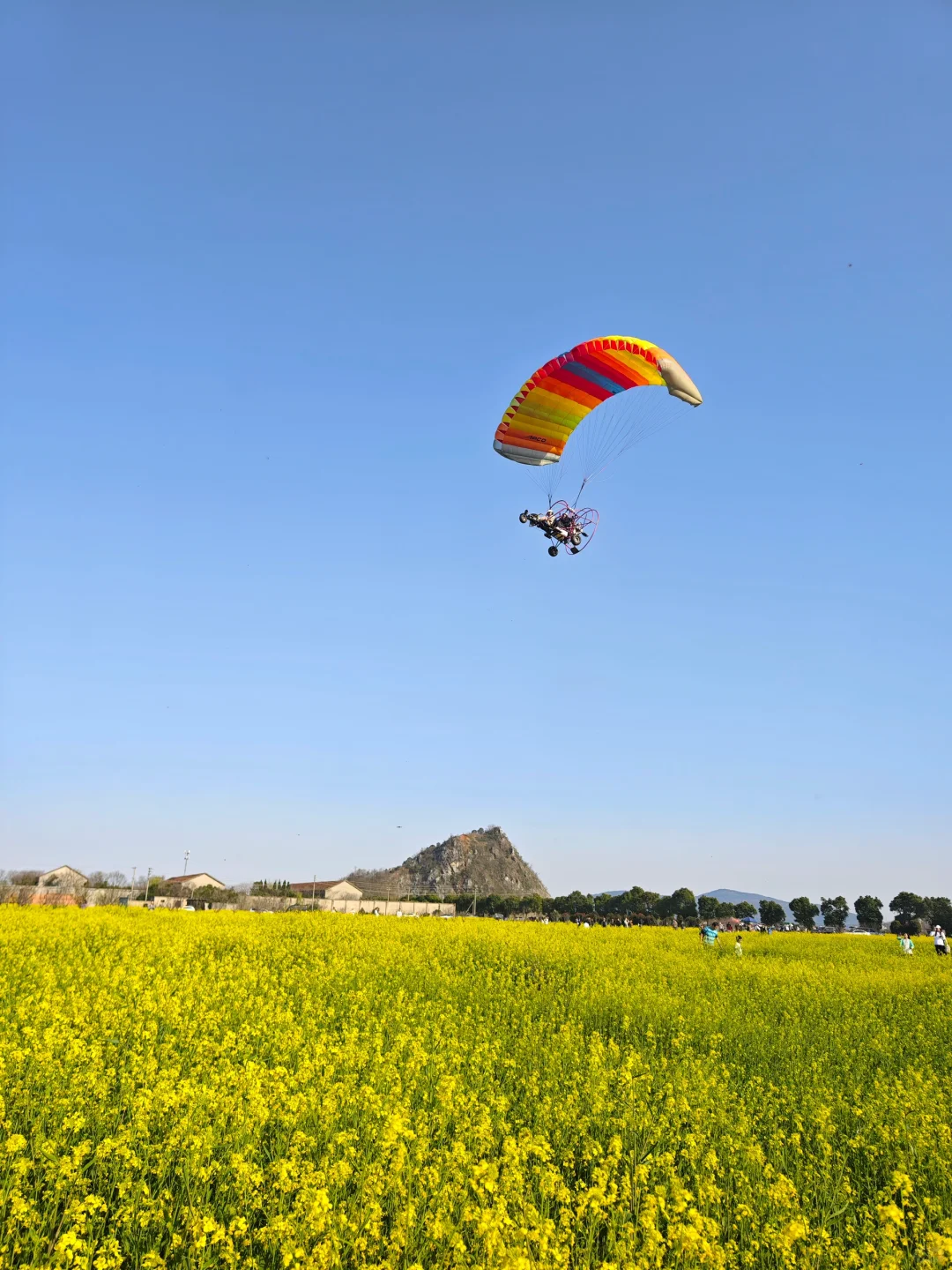 一眼万年的油菜花海🍃