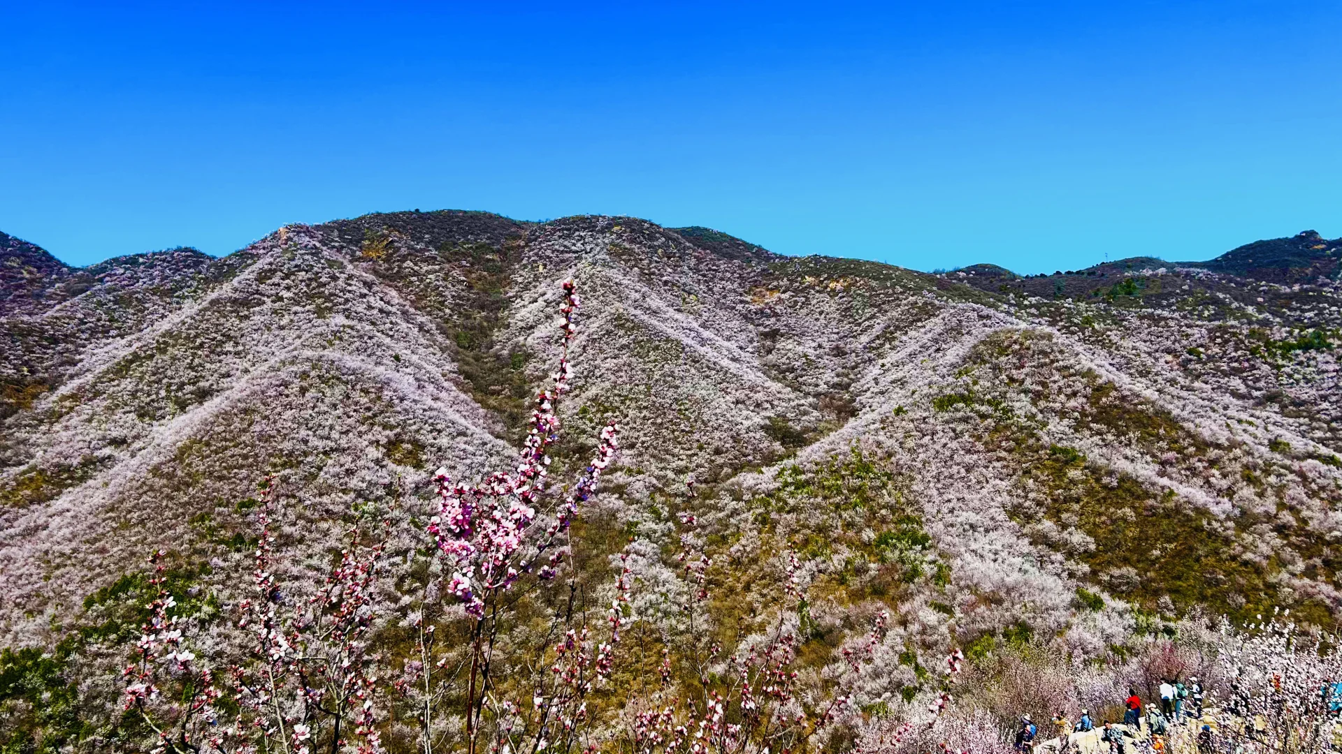 3月22日后花园，这山这花这人间值得❤️
