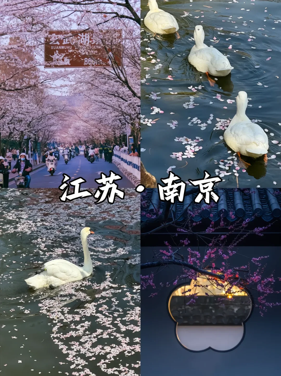 赏花漫游🖼️适合春季旅游的9️⃣座城市