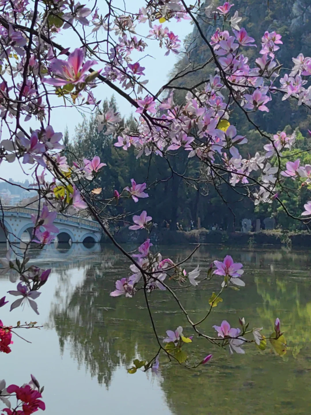 肇庆七星岩免费及优惠政策(2025年)