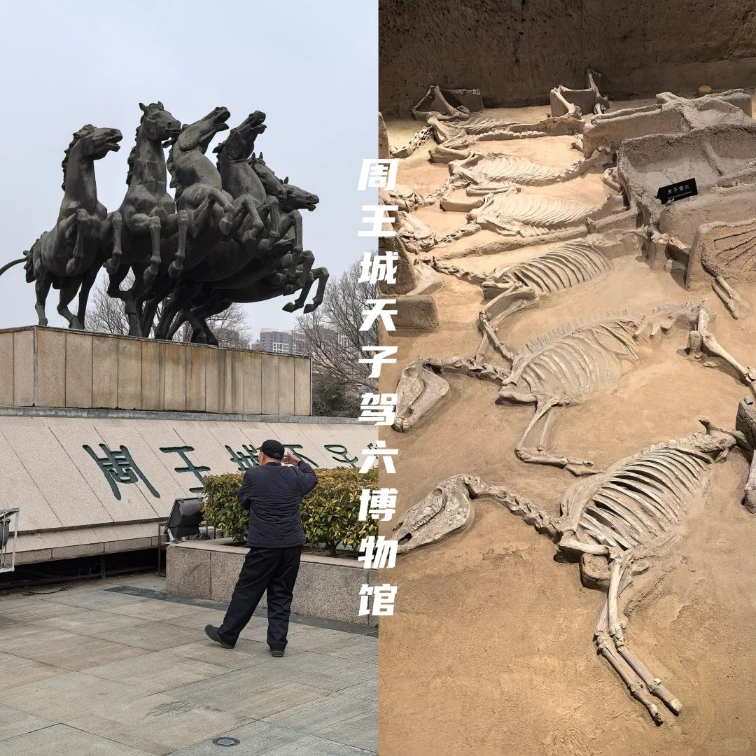 牡丹待放🌸｜洛阳还有这些地方穿越千年