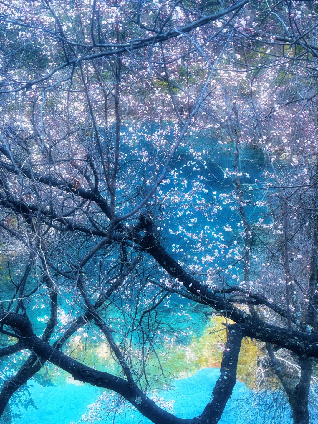 入住了九寨沟景区内民宿，傍晚景区没人真好