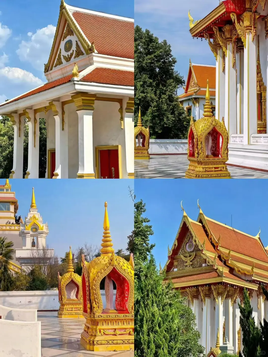 🌸洛阳 |3-4月来真香，牡丹花城的春日奇遇！