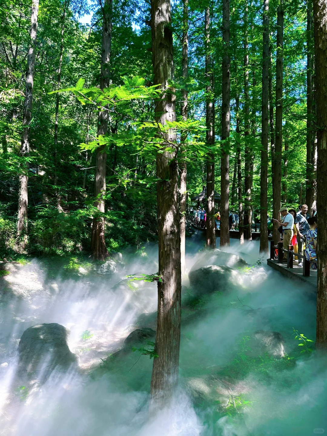 误入仙境，天然氧吧，迷雾森林 🌳🌲🐿️